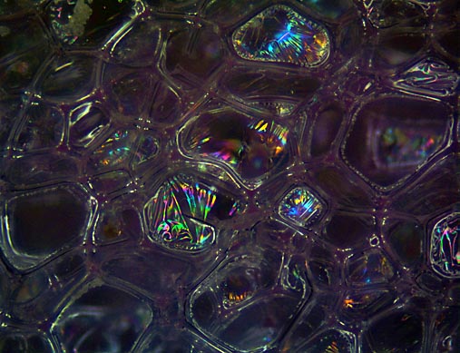 Pink anti-static foam with 5x BD darkfield with Zerene Stacker PMax stack of 65 images